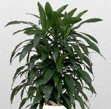 Indoor Plants 10