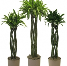 Indoor Plants 9