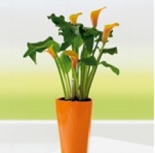 Plant Containers 10