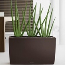 Plant Containers 12