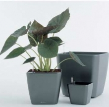 Plant Containers 1