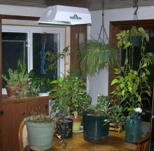 Plant Care Inc. 4